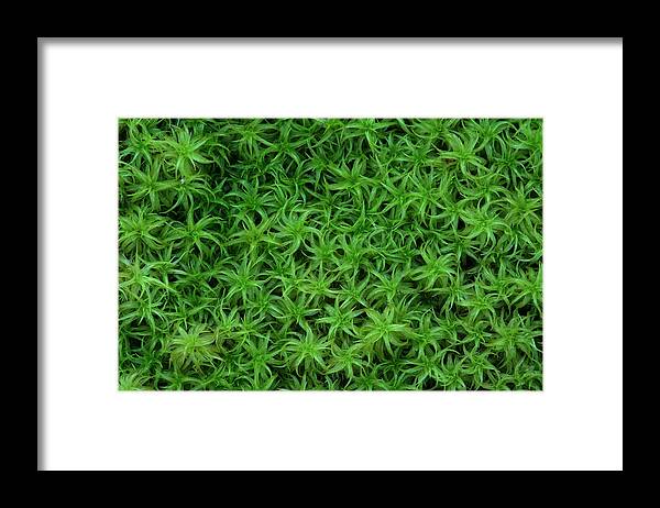Atrichum Sp. Framed Print featuring the photograph Moss by Daniel Reed