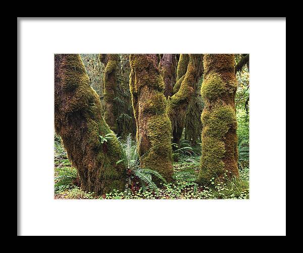 00173585 Framed Print featuring the photograph Mossy Big Leaf Maples in Hoh Rainforest by Tim Fitzharris