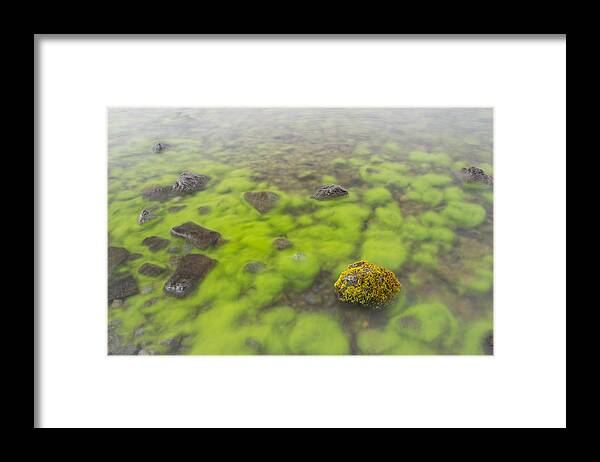 Flpa Framed Print featuring the photograph Mossy Stone In Lake Thingvallavatn by Bill Coster