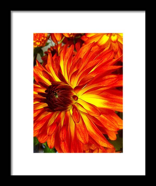 Orange To Yellow Dahlia Flower. Flower Framed Print featuring the photograph Mostly Orange Dahlia Flower by Susan Garren