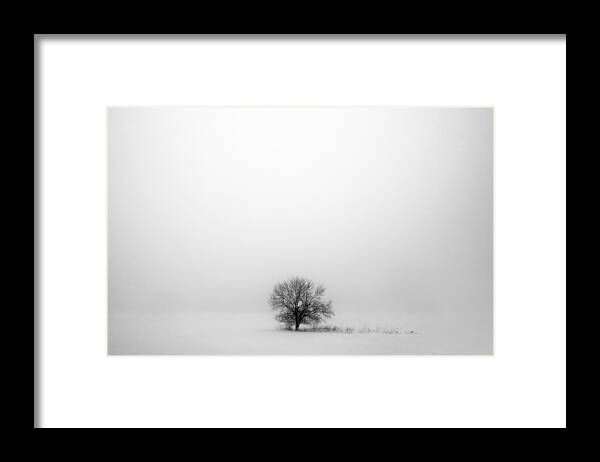Tree Framed Print featuring the photograph Mostly White by Todd Klassy