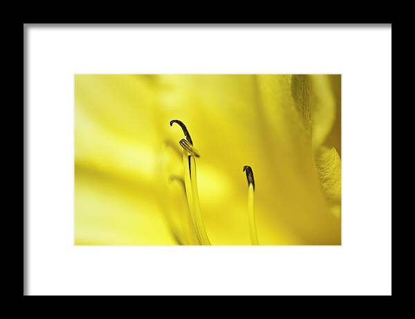 Close-ups Framed Print featuring the photograph Mostly Yellow by Donald Brown