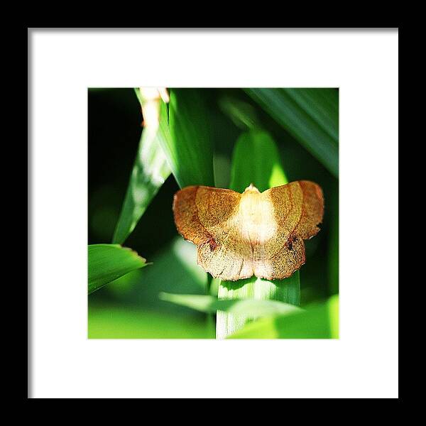 Beautiful Framed Print featuring the photograph #moth Hiding In The Grass by Leon Traazil