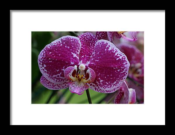 Moth Orchid Framed Print featuring the photograph Moth Orchid 1 by Allen Beatty