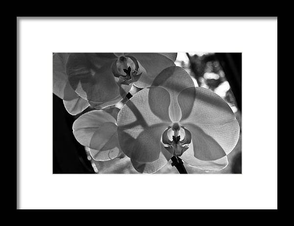 Flower Framed Print featuring the photograph Moth Orchid Backlit by Ron White