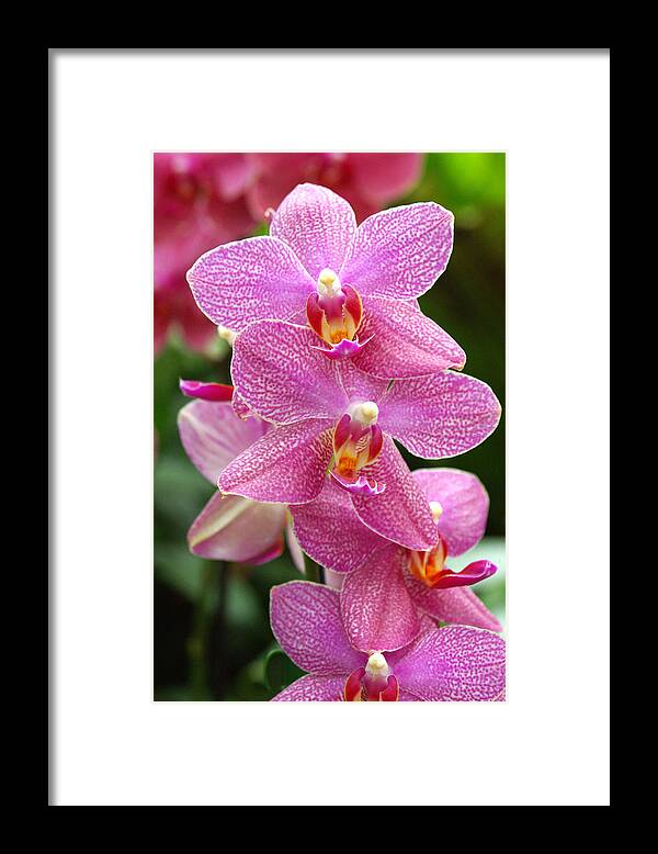 'neuseeland' Framed Print featuring the photograph Moth Orchids (phalaenopsis 'neuseeland') by Neil Joy/science Photo Library
