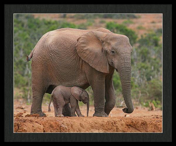 Mother and Calf by Bruce J Robinson