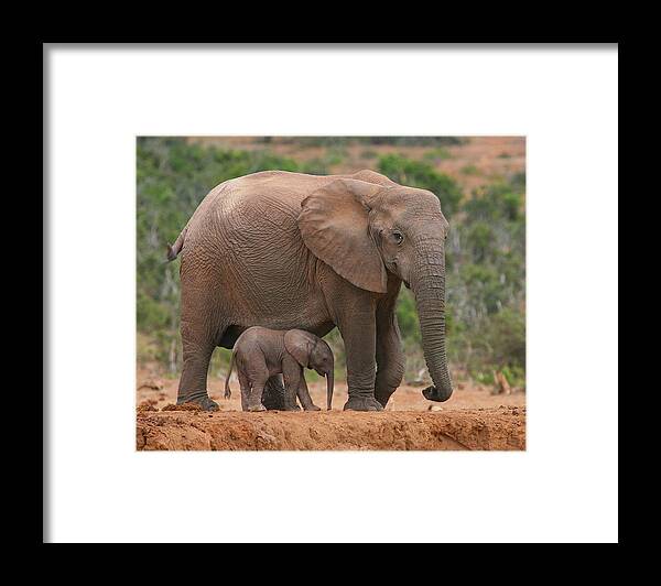 Elephant Framed Print featuring the photograph Mother and Calf by Bruce J Robinson
