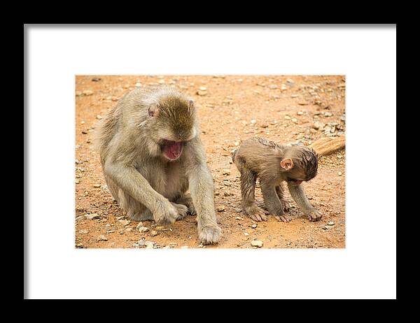 Monkey Framed Print featuring the photograph Mother and child macaque by Laura Palmer