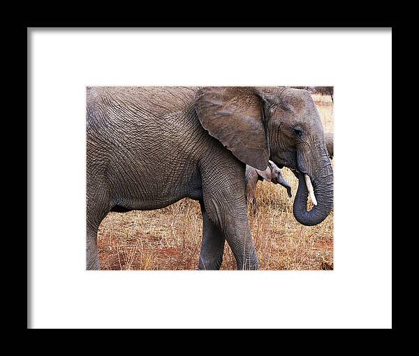 Elephant Framed Print featuring the photograph Mother And Daughter by Carl Sheffer