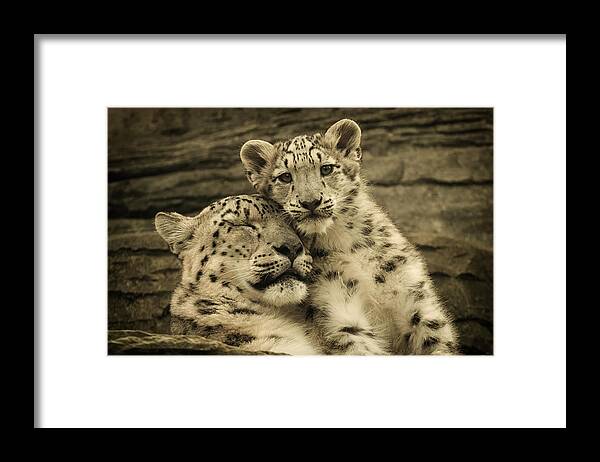 Marwell Framed Print featuring the photograph Mother's Love by Chris Boulton