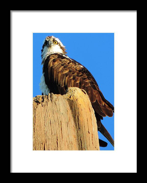 Hawk Framed Print featuring the photograph Motionless by Ken Krolikowski