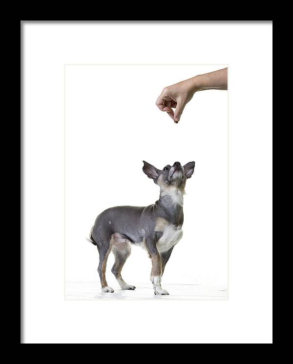 Dog Framed Print featuring the photograph Motivation by Edward Fielding
