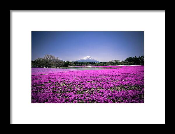 Scenics Framed Print featuring the photograph Mount Fuji Mos Phloxx by Andreas Jensen