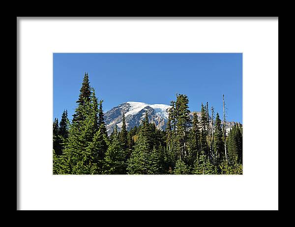 Fall Framed Print featuring the photograph Mount Rainier Evergreens by Anthony Baatz