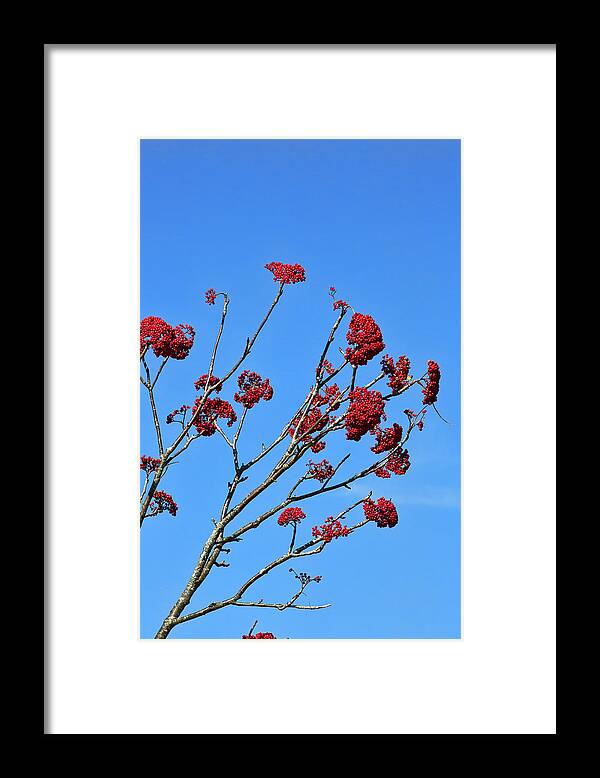 Mountain Framed Print featuring the photograph Mountain Ash and Blue Sky by Gregory Scott