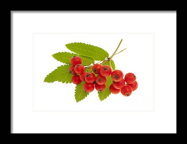 Berries Framed Print featuring the photograph Mountain ash berries 3 by Elena Elisseeva