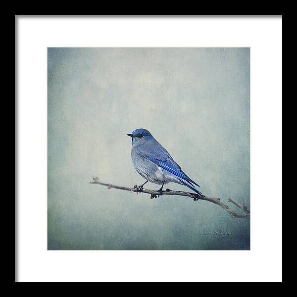 Bird Framed Print featuring the photograph Mountain Blue Bird by Karen Slagle