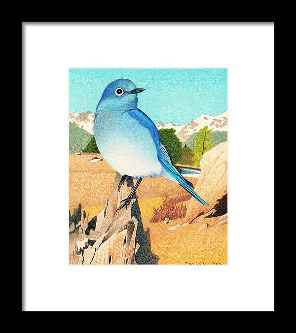 Art Framed Print featuring the drawing Mountain Bluebird by Dan Miller