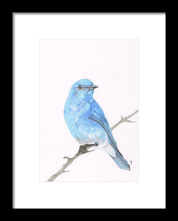 Mountain Bluebird Framed Print featuring the drawing Mountain Bluebird by Yvonne Johnstone