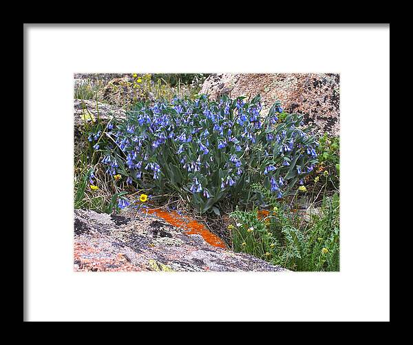 Colorado Framed Print featuring the photograph Mountain Blues by Alan Johnson