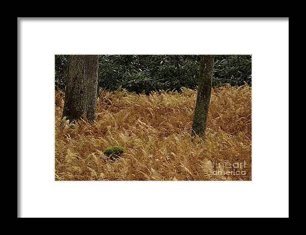 High Virginia Images Framed Print featuring the photograph Mountain Carpet by Randy Bodkins