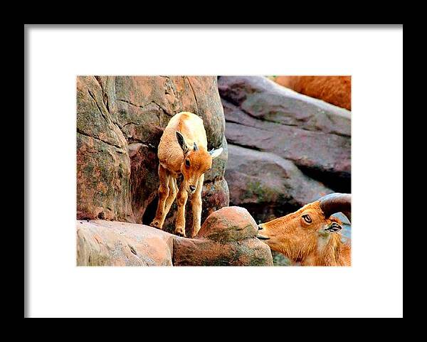 Goat Framed Print featuring the photograph Mountain Goats at Woolaroc Oklahoma by Janette Boyd