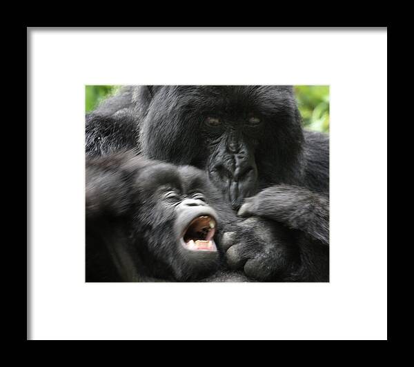 Mountain Gorillas Framed Print featuring the photograph Mountain Gorilla ADF2 by David Beebe