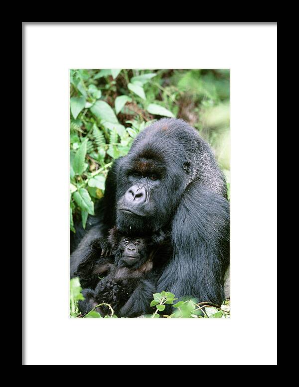 Gorilla Gorilla Beringei Framed Print featuring the photograph Mountain Gorilla And Infant by Tony Camacho/science Photo Library