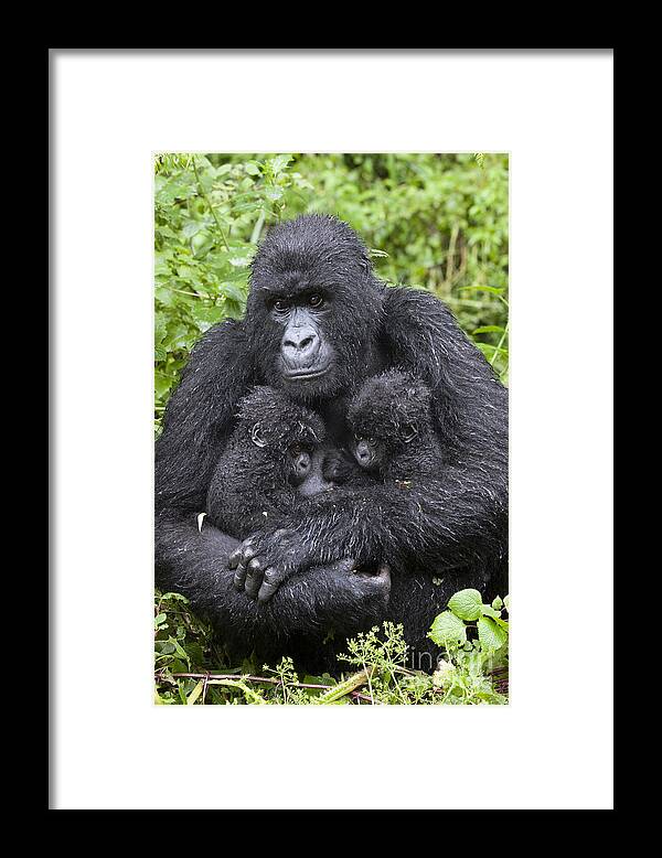 Feb0514 Framed Print featuring the photograph Mountain Gorilla Mother And Twins by Suzi Eszterhas