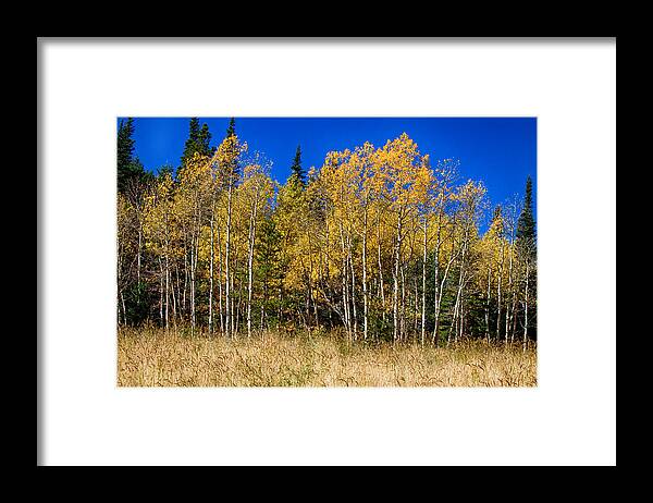 Autumn Framed Print featuring the photograph Mountain Grasses Autumn Aspens In Deep Blue Sky by James BO Insogna