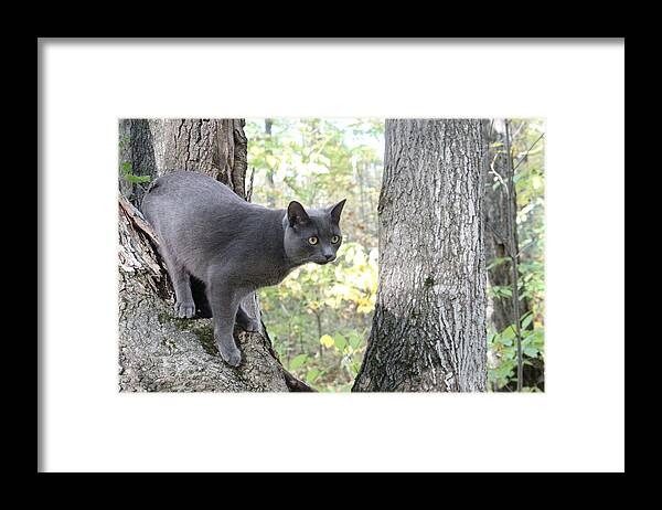 Cat Framed Print featuring the photograph Mountain Lion Fake by Sue Chisholm