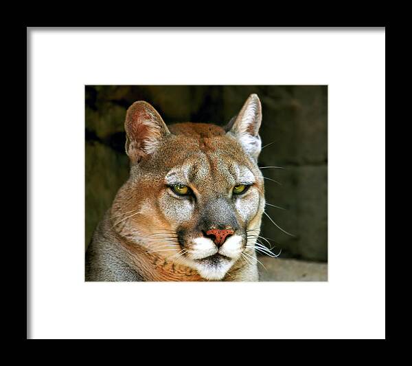 Mountain Lion Framed Print featuring the photograph Mountain Lion by Mary Almond