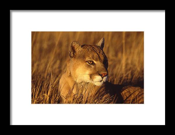 Feb0514 Framed Print featuring the photograph Mountain Lion Montana by Tom Vezo