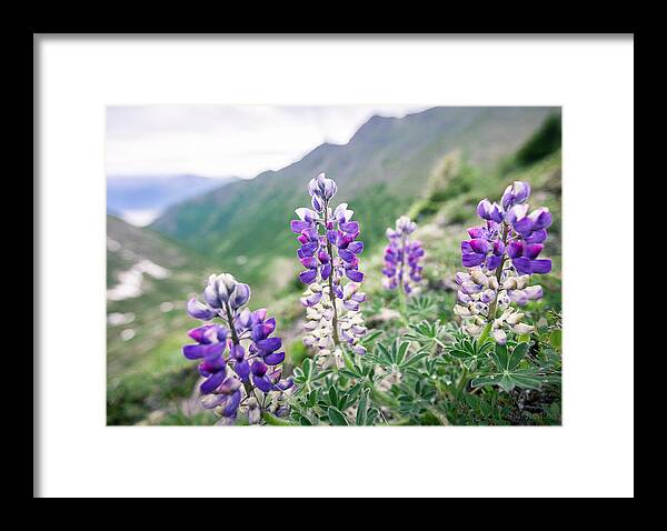 Alaska Framed Print featuring the photograph Mountain Lupine by Tim Newton