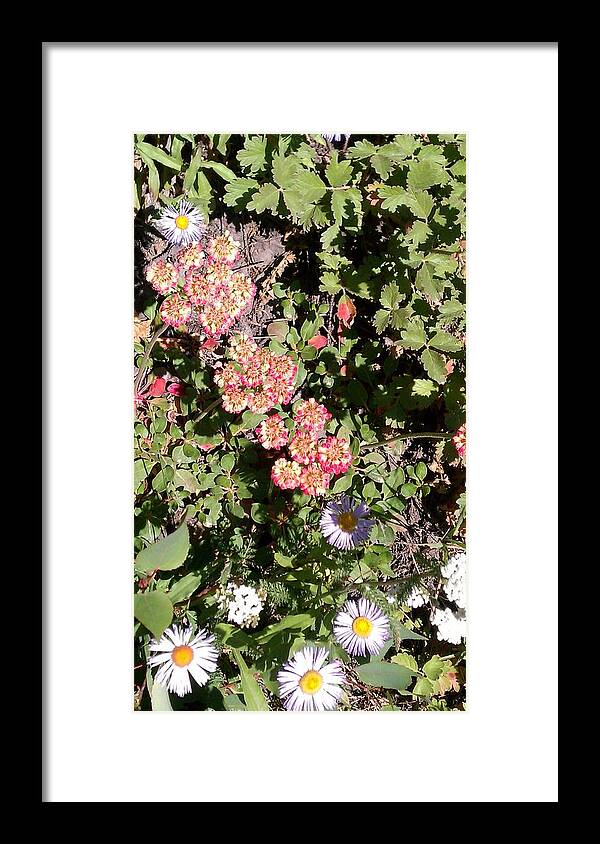 Landscape Framed Print featuring the photograph Mountain Wildflowers by Fortunate Findings Shirley Dickerson