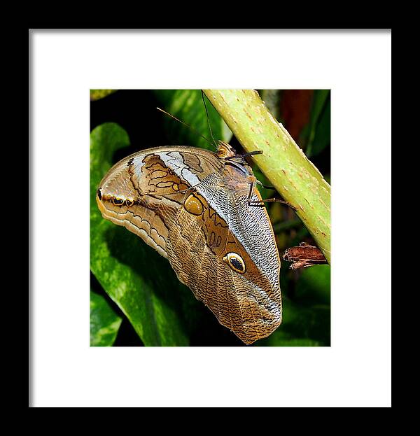 Nature Framed Print featuring the photograph Mournful Owl Butterfly by Amy McDaniel