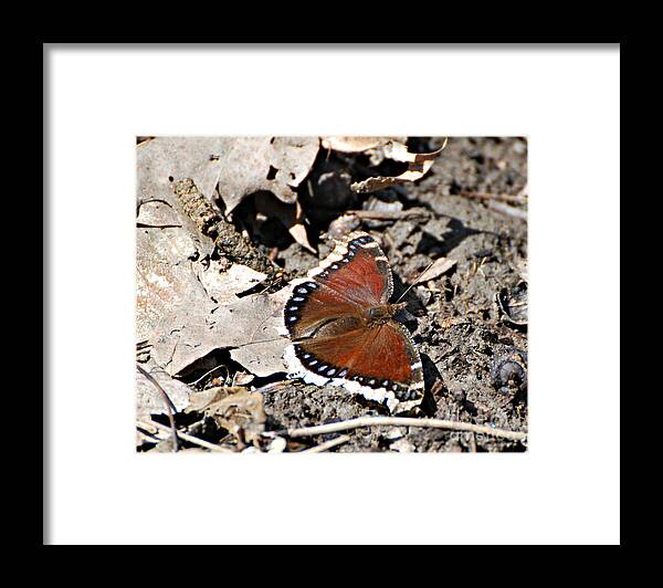 Mourning Cloak Butterfly Print Framed Print featuring the photograph Mourning Cloak Butterfly by Lila Fisher-Wenzel