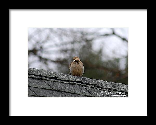 Mourning Dove Framed Print featuring the photograph Mourning Dove 20120318_6a by Tina Hopkins