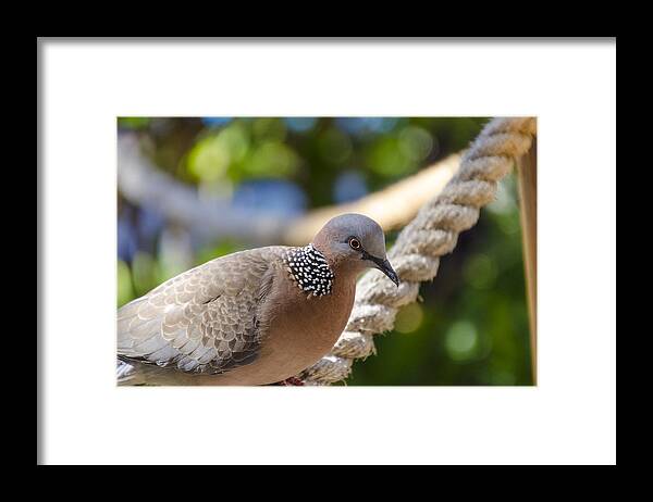 Animals Framed Print featuring the photograph Mourning Dove by Daniel Murphy