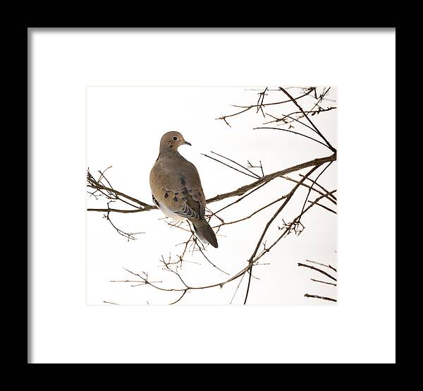 Jan Holden Framed Print featuring the photograph Mourning Dove by Holden The Moment