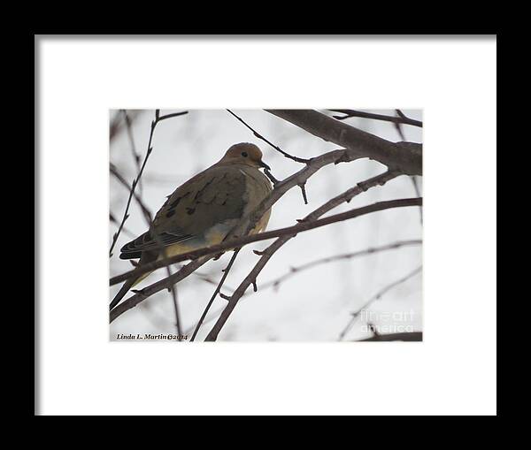 Dove Framed Print featuring the photograph Mourning Dove Resting by Linda L Martin