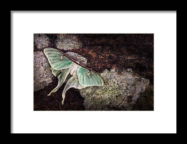 Luna Moth Framed Print featuring the photograph Mourning Luna by Damon Clarke