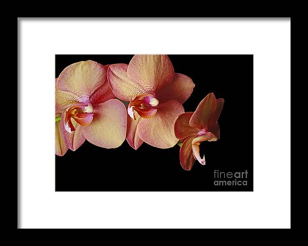 Mouth Wide Open Framed Print featuring the photograph Mouth Wide Open by Inspired Nature Photography Fine Art Photography