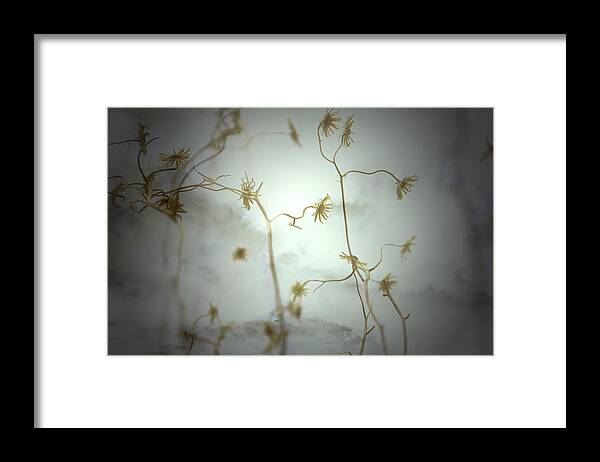 Desert Framed Print featuring the photograph Move With Me by Mark Ross