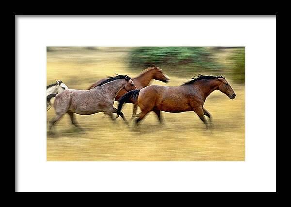 Equines Framed Print featuring the photograph Movin On by Julia Hassett