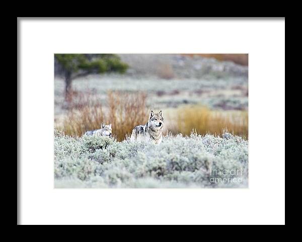 Gray Wolves Framed Print featuring the photograph Mr. and Mrs. Brown by Deby Dixon