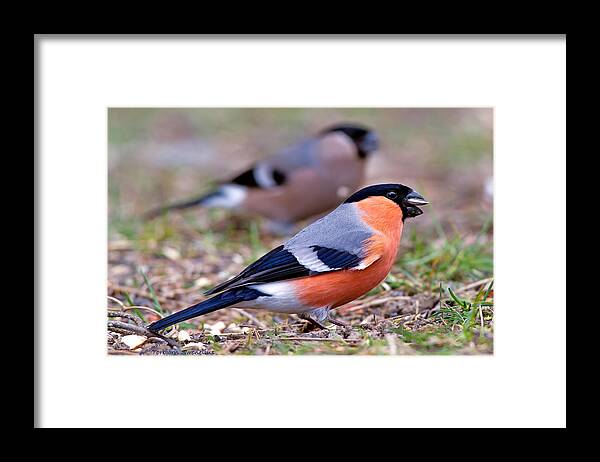 Mr And Mrs Bullfinch Framed Print featuring the photograph Mr and Mrs Bullfinch by Torbjorn Swenelius