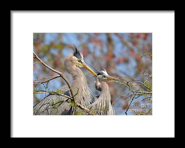 Heron Framed Print featuring the photograph Mr. And Mrs. by Kathy Baccari