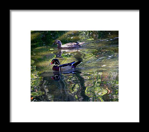 Nature Framed Print featuring the photograph Mr and Mrs P W Duck by Judy Wanamaker
